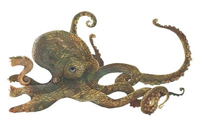 octopus-info0